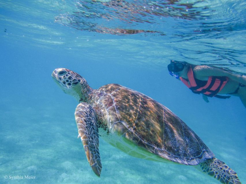 Cancun: Marine Turtle Observation in Akumal - Experience Highlights