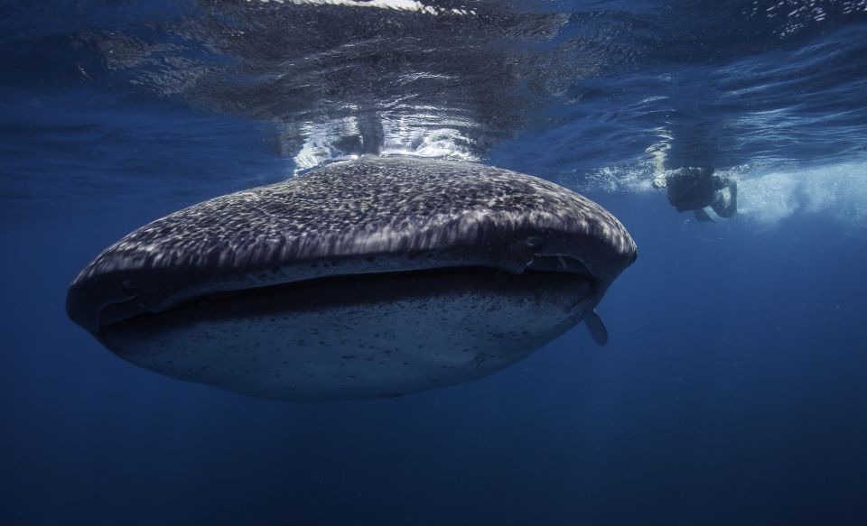 Cancun or Riviera Maya: Whale Shark Tour & Playa Norte Beach - Important Information