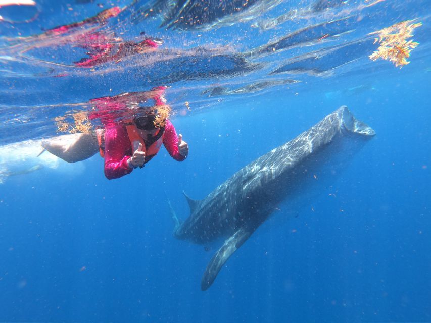 Cancun & Riviera Maya: Swim With Whale Sharks Tour W/ Lunch - Activity Details