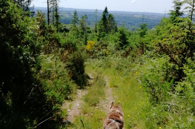 Cani Rando, Fun and Original Hiking, Pulled by Huskies - Unleashing the Fun: Hiking With Huskies