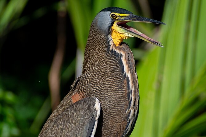 Canoe Experience Exploring Tortuguero National Park - Participant Information