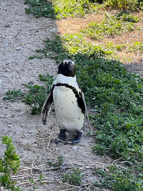 Cape of Good Hope and Penguins Private Tour With Entry Fees - Bo-Kaap and Atlantic Seaboard