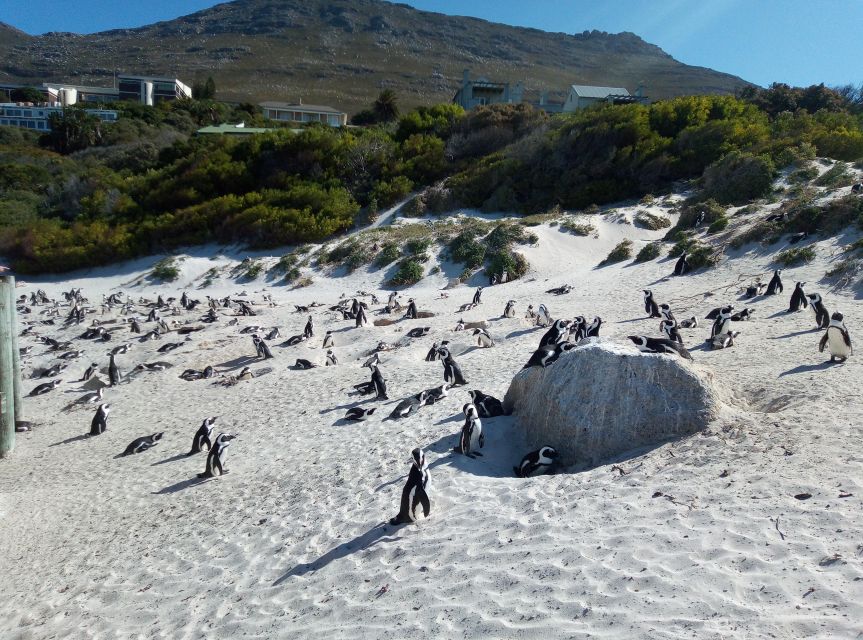 Cape of Good Hope, Cape Point, Boulders Beach (Penguins) - Photography Suggestions