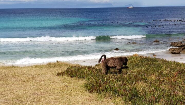 Cape Peninsula & Cape of Good Hope Private Tour - Tour Experience