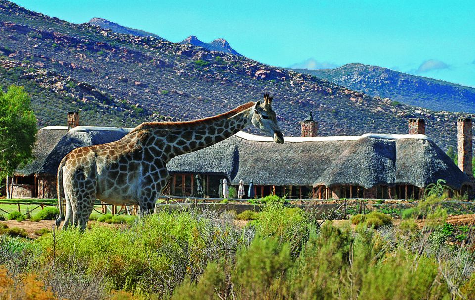 Cape Town: Aquila Game Reserve Day Entrance & Game Drive - Experience Highlights