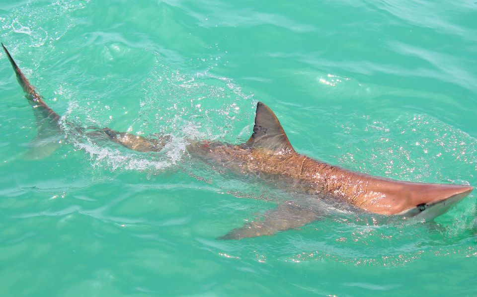 Cape Town: Gansbaai Eco-Friendly Shark Cage Diving Cruise - Experience Highlights