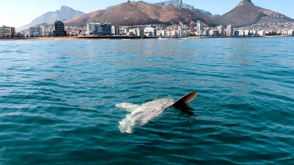 Cape Town: Marine Big 5 Ocean Safari From V&A Waterfront - Experience Highlights