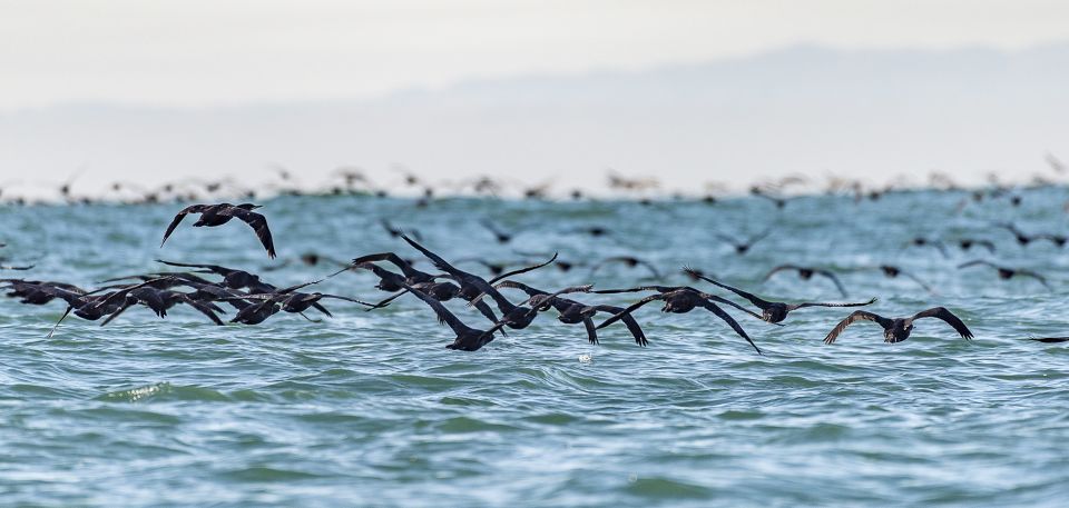 Cape Town: Marine Wildlife Tour From the V&A Waterfront - Booking Information