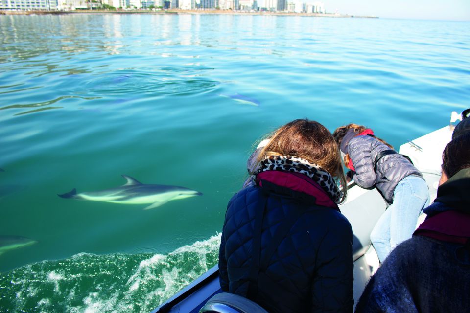 Cape Town: Ocean Wildlife Encounter Guided Boat Tour - Experience Highlights