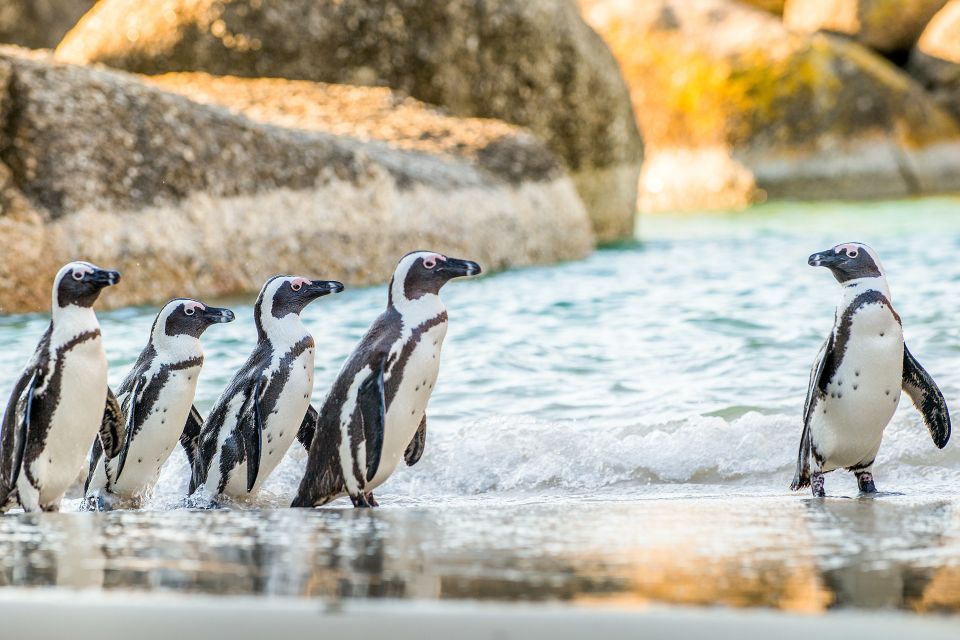 Cape Town: Penguin Watching at Boulders Beach Half Day Tour - Booking Information