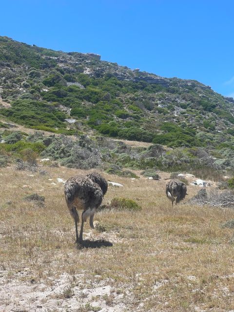 Cape Town: Table Mountatin & Robben Island Day Tour - Tour Highlights