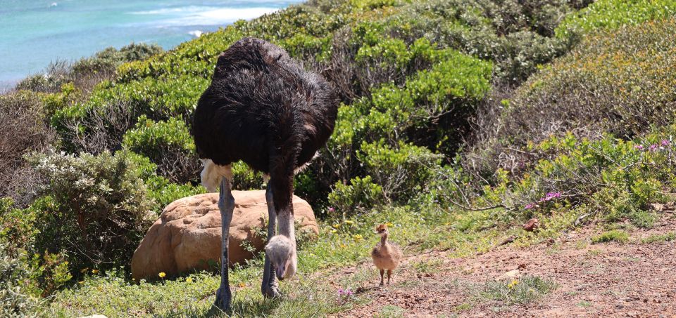 Cape Town: Tour Cape Point & Boulders Beach Penguin Day Trip - Highlights