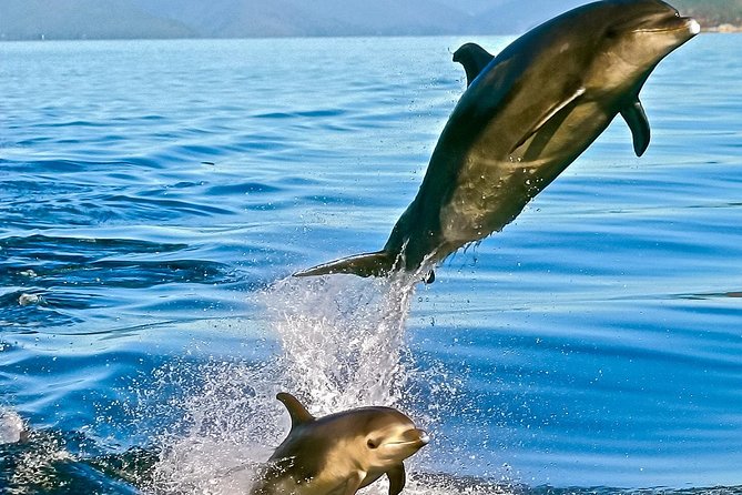 Captain Cook and Dolphin Cruise - Nature Cruise Details