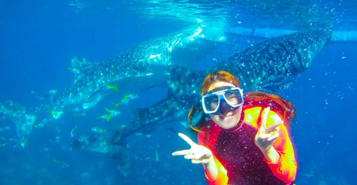 Cebu: Boat Day Trip With Whale Shark Swimming and Lunch - Experience