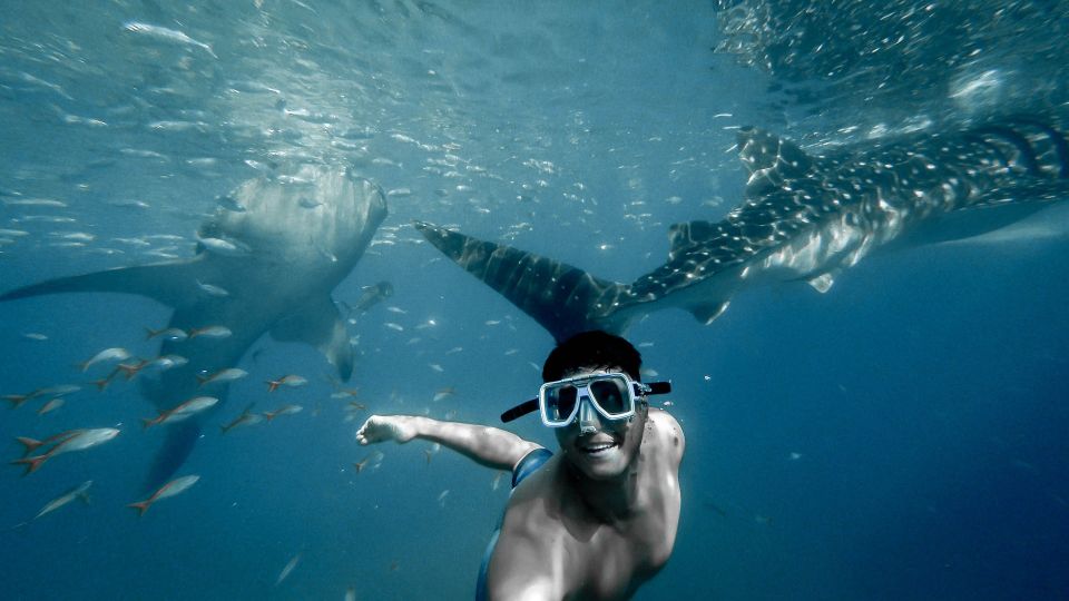 Cebu City: Whale Shark Swimming & Kawasan Falls Canyoneering - Booking Information