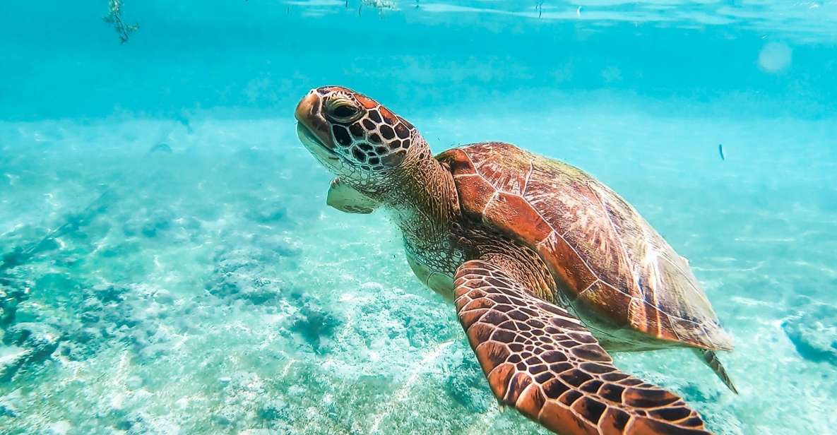 Cebu: Moalboal Sardine Run and Turtle Snorkeling Adventure - Review Summary