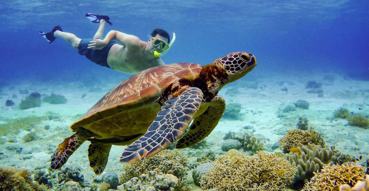 Cebu: Moalboal Sardines and Turtles Snorkeling Tour - Activity Highlights to Look Forward To