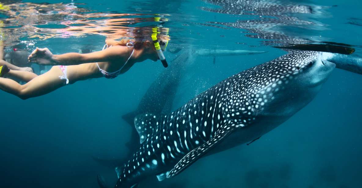 Cebu: Oslob Whale Shark Swimming and Tumalog Falls Tour - Experience Highlights