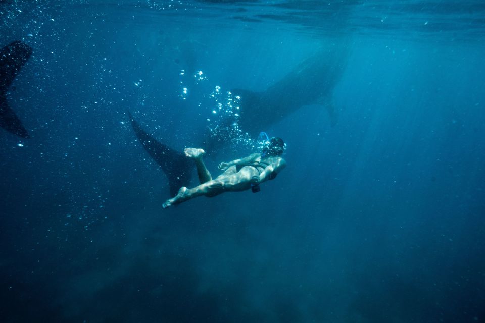 Cebu: Private Sumilon Island & Optional Whale Shark Swim - Customer Feedback