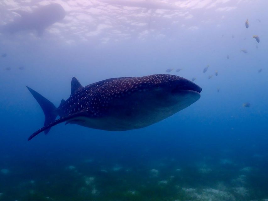 Cebu: Whale Shark & Mysterious Waterfall Private Tour - Tour Highlights
