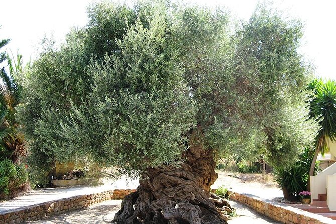 Chania Old Town - Millennial Olive Tree - Olive Oil Mill - Growth and Care of Millennial Olive Trees