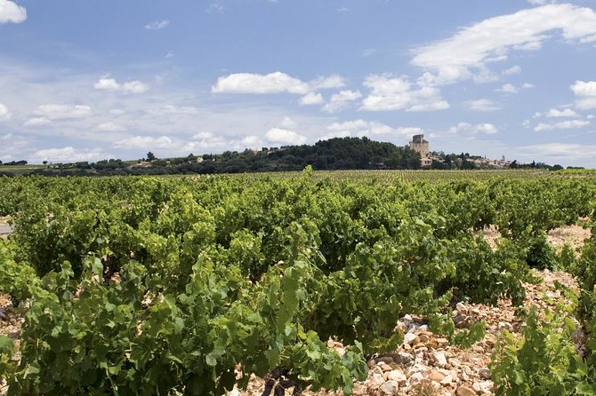 Chateauneuf-Du-Pape Prestige Wine Tour From Avignon - Logistics and Requirements