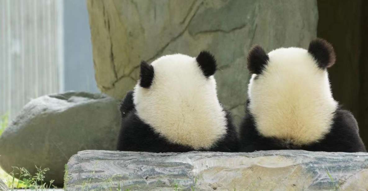 Chengdu: Giant Panda Breeding Research Base Ticket - Experience Itinerary