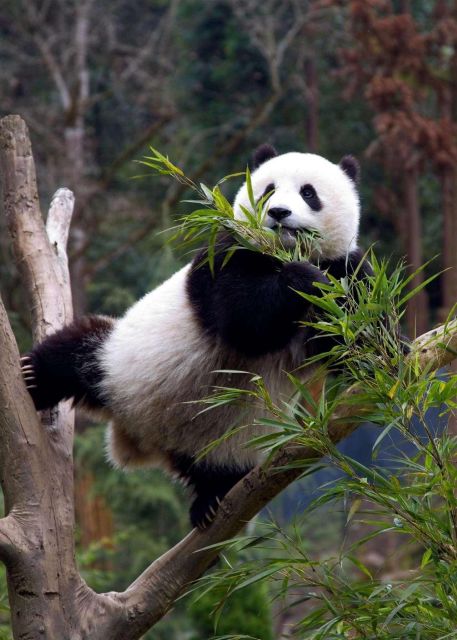 Chengdu Panda Breeding Center Tour Option Panda Keeper - Guided Tour Through Panda Areas