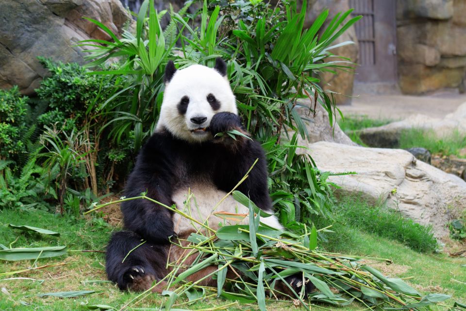 Chengdu: Private Full-Day Panda, City, Museum, & Park Tour - Tour Itinerary