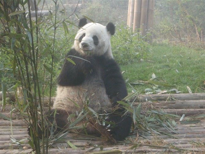 Chengdu: Private Panda Base Tour With 80 Pandas - Tour Duration and Itinerary