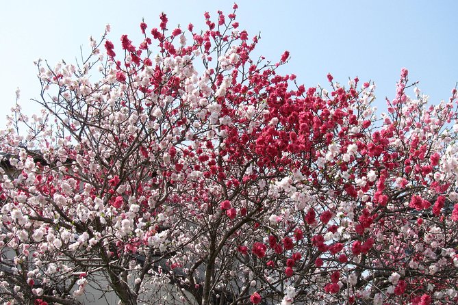 Cherry Blossom Highlights, Asakusa, Ueno, Yanaka - Guided Tours and Exploration Options