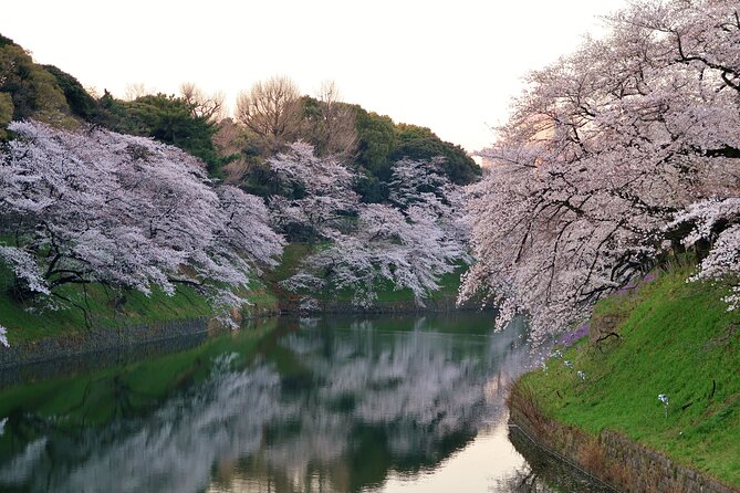 Cherry Blossom Private Tour - Tour Highlights