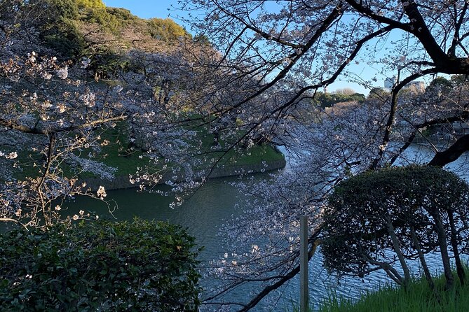 Cherry Blossom Tour in Tokyo - Cherry Blossom Tour Itinerary