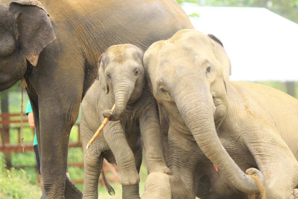 Chiang Mai: Exclusive Elephant Nursery Full-Day Program - Experience Highlights