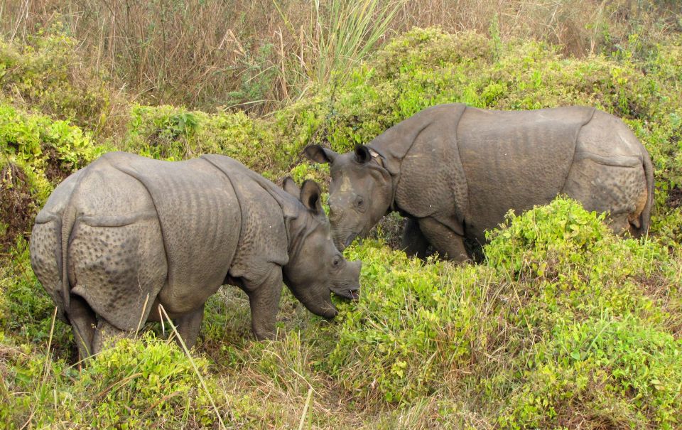 Chitwan Jungle Safari 3 Night 4 Days - Experience Highlights