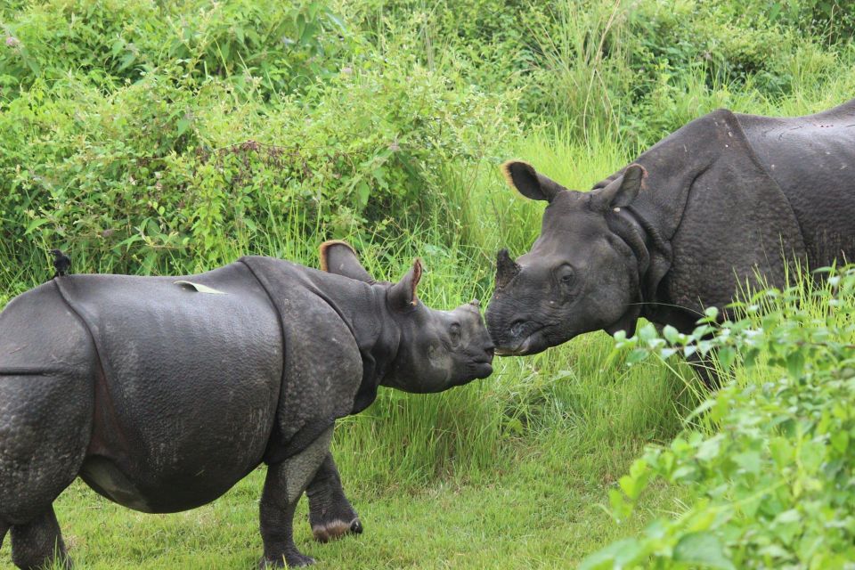 Chitwan Jungle Safari With Elephant Bath (Exclusive Tour) - Wildlife Encounters