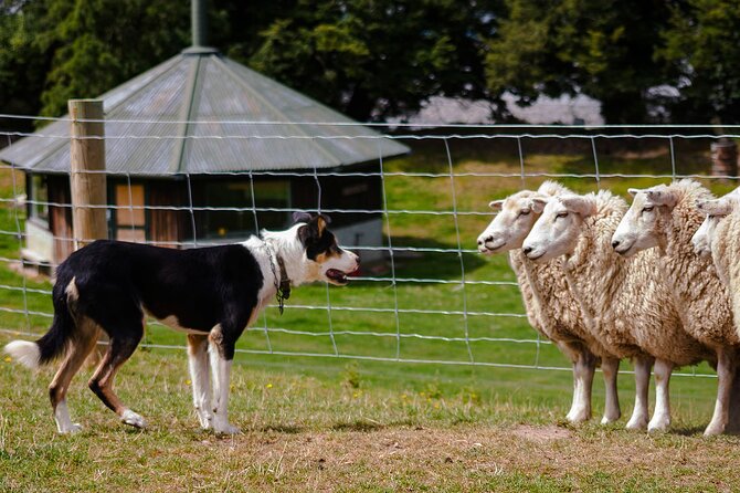 Christchurch Sheep Farm Visit - Pricing Information