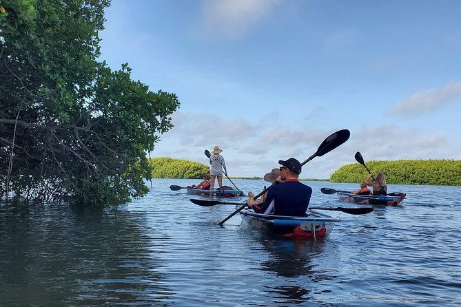 Clear Kayak Tour of Shell Key Preserve and Tampa Bay Area - Equipment Provided