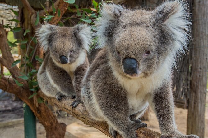 Cleland Wildlife Park Experience - From Adelaide Including Mt Lofty Summit - Family-Friendly Experience