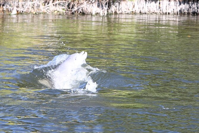 Cocoa Beach Dolphin Tours on the Banana River - Customer Reviews