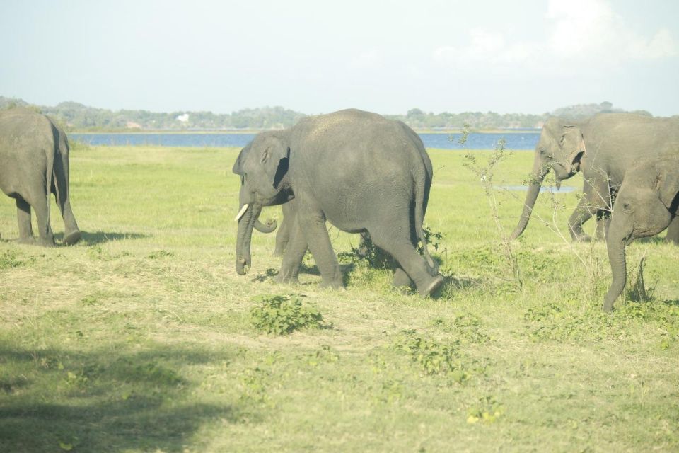 Colombo: Sigiriya Rock / Dambulla & Minneriya Park Safari - Experience Highlights