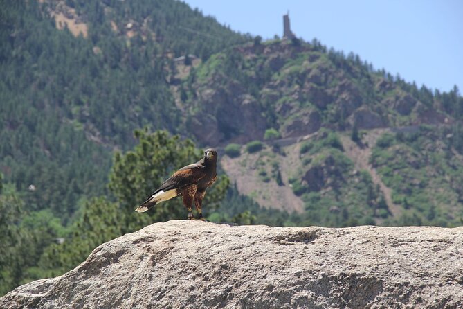 Colorado Springs Hands-On Falconry Class and Demonstration - Logistics and Meeting Point