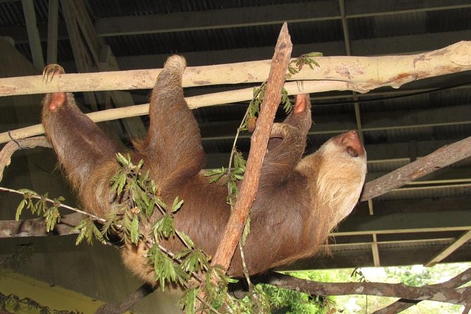 Combo: Gatun Lake & Canal Wildlife Boat Tour and Sloth Sanctuary - Wildlife Encounters