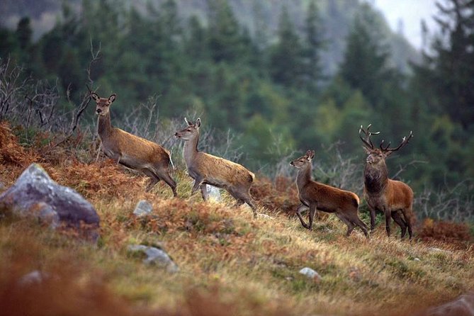 Connemara National Park Nature Trails Self-Guided Including Lunch - Wildlife Spotting