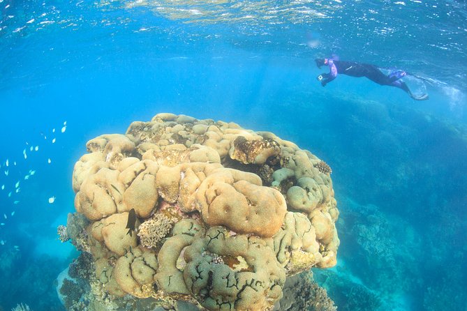 Coral Bay 2-Hour Coral Viewing and Snorkeling - Meeting and Pickup Details