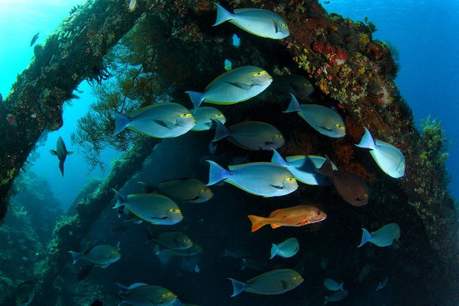 Coral Garden and Liberty Shipwreck Beginner Scuba Diving Tour  - Tulamben - Meeting and Pickup Information
