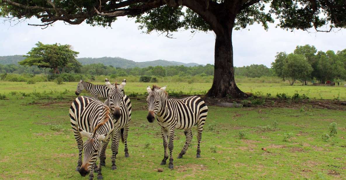 Coron: Black Island & Calauit Private Safari Tour - Duration, Guide, and Pickup Details