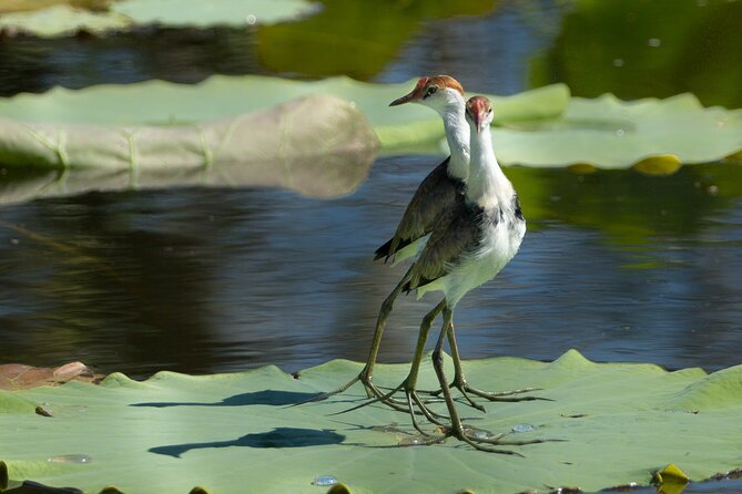 Corroboree Billabong 2.5 Hour Lunch Cruise - Booking Information