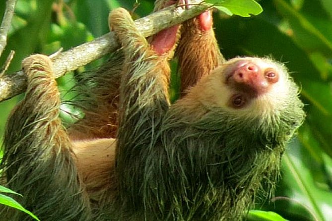 Costa Rica Sloth Tour in La Fortuna - Accessibility and Booking Guidelines