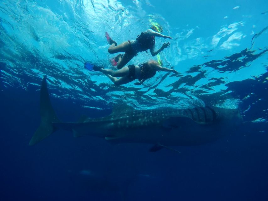Cozumel: Whale Shark Tour - Tour Duration and Guide Information
